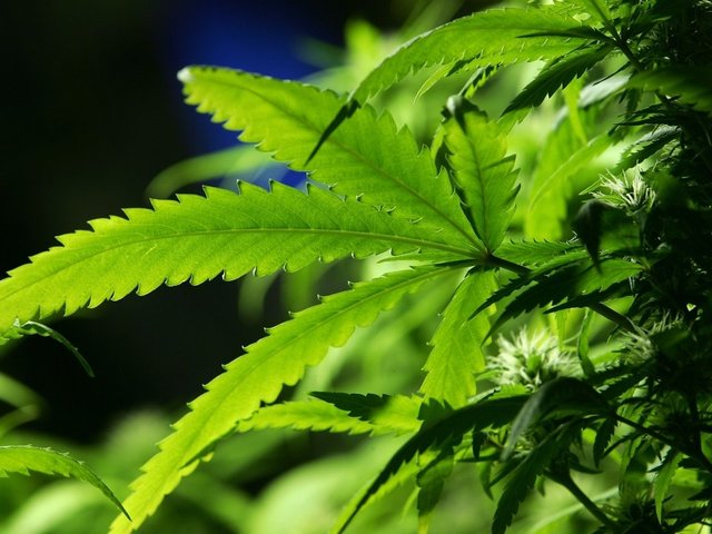Local mother skeptical Ohio Medical Board will add autism on approved list of conditions for medical marijuana use - Vimarsana News